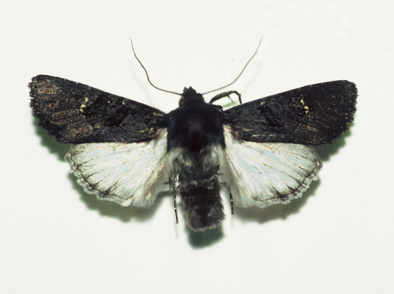 zwarte witvleugeluil Aporophyla nigra, Han KS, coll. Naturalis, Leiden, F1000002.JPG
